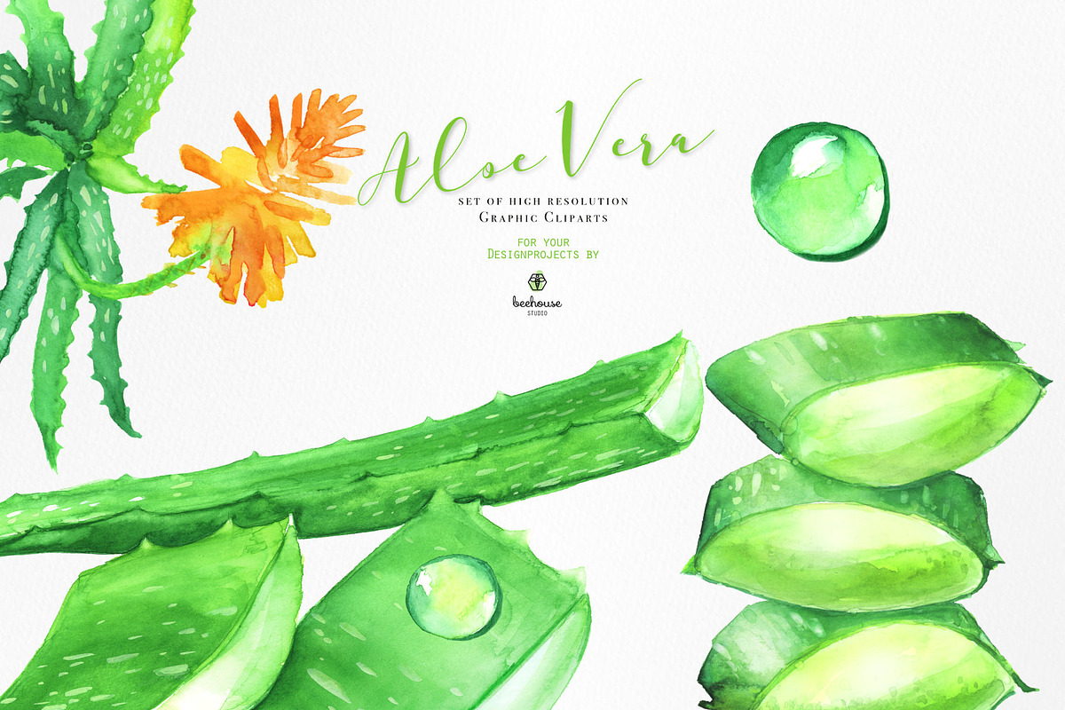 Fresh Watercolor Aloe Vera Set, a Healthcare Illustration by beehouse studio (Photo 9 of 9)