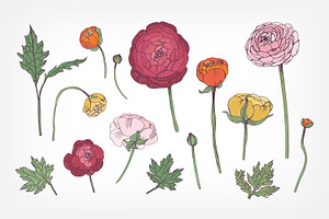 Set With Ranunculus