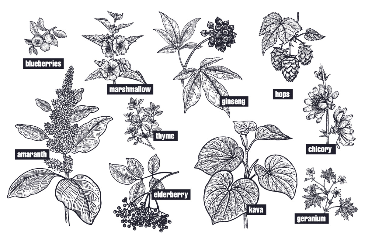 Medical plants. Big set., an Object Graphic by MarinaVorontsova (Photo 8 of 11)