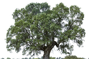 Isolated oak tree in field