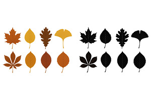 Variety of autumn leaves displayed, an Object Illustration by ZinetroN