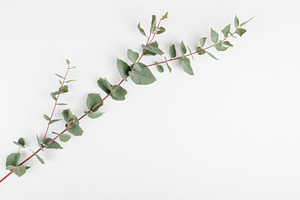 Branch of ucalyptus on white backgro