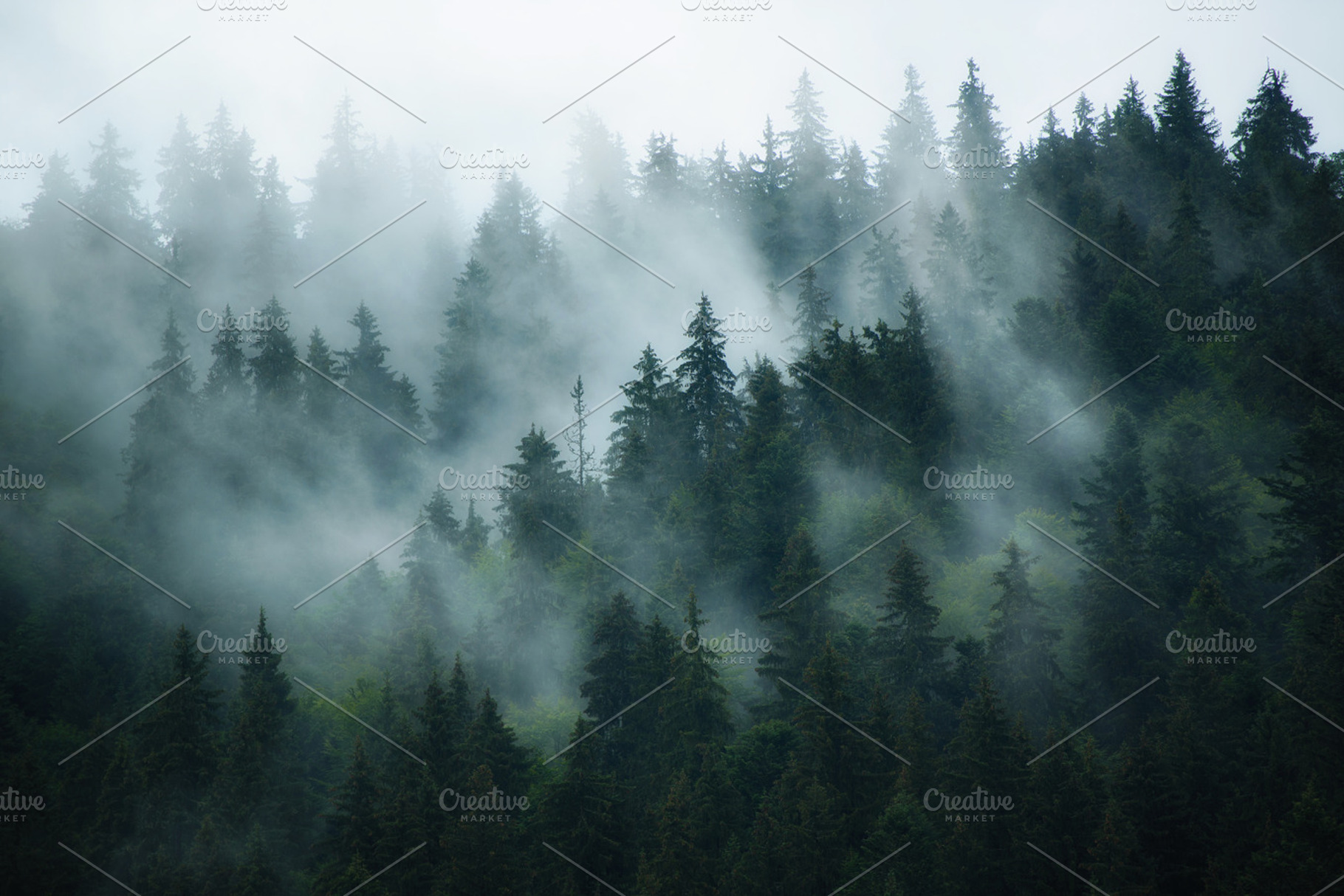 Misty mountain landscape containing forest, fog, and travel, a Nature Photo by Nature and travel
