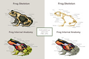 Animal Anatomy Study Pack, an Education Illustration by AnitaPol (Thumbnail 8 of 20)