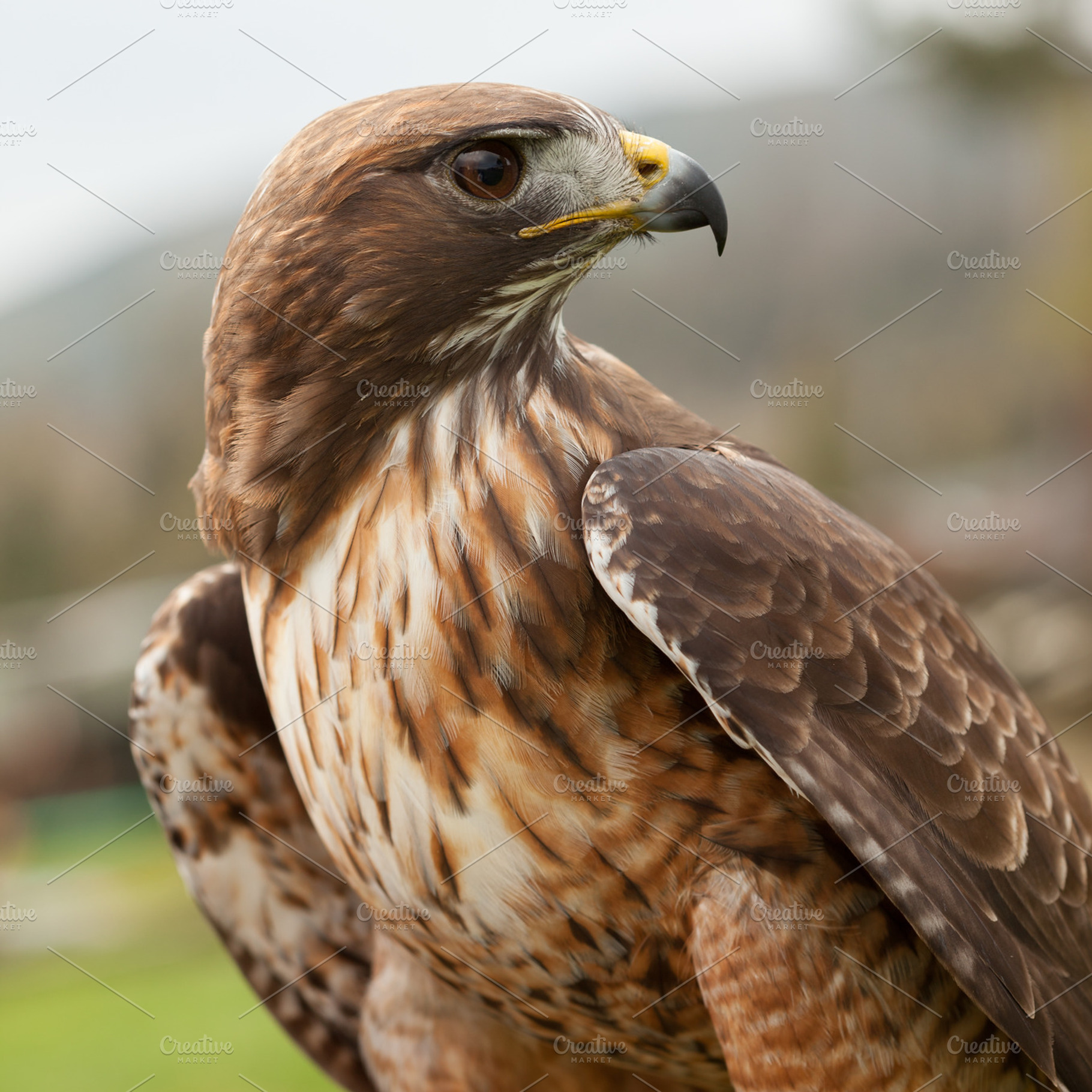 Red tailed hawk, an Animal Photo by Ernesto Solla