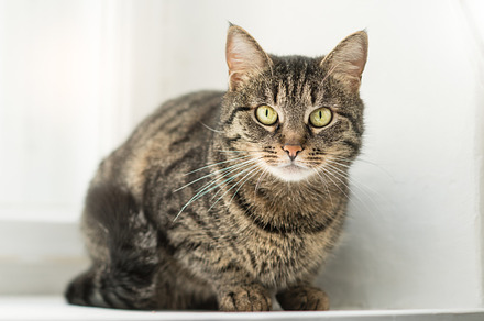 Striped sibirean cat sitting featuring pets, isolated, and fun, an Animal Photo by New York Art Store