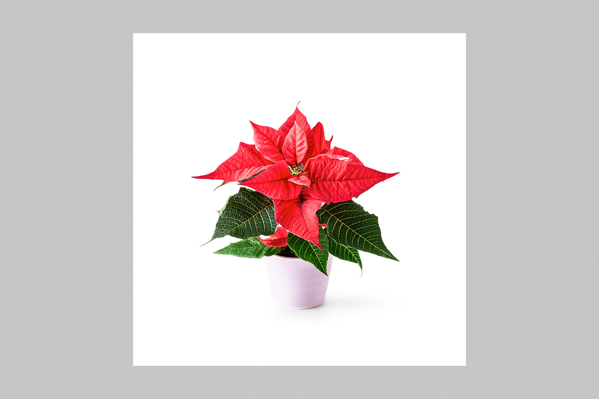Christmas Photo Pack, a Holiday Photo by ifiStudio (Photo 12 of 14)