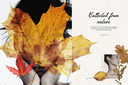 Tender Flora: Botanical Scrapbook, an Object Graphic by Feelsoul (Thumbnail 5 of 10)