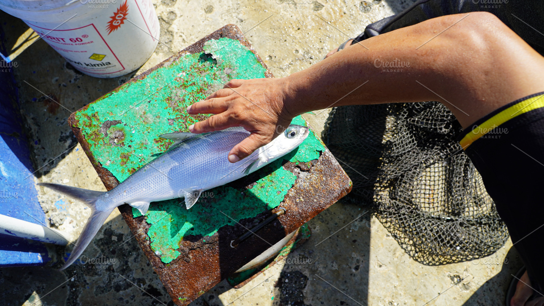 Fresh Milkfish (Chanos chanos) being, an Animal Photo by bastera