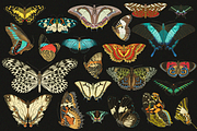 E.A. Séguy HQ Clipart Bundle, an Animal Illustration by Digital Museum (Thumbnail 6 of 10)
