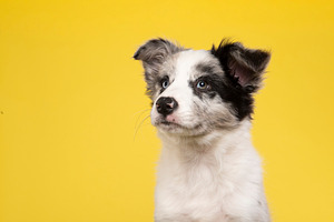 Portrait of a border collie puppy