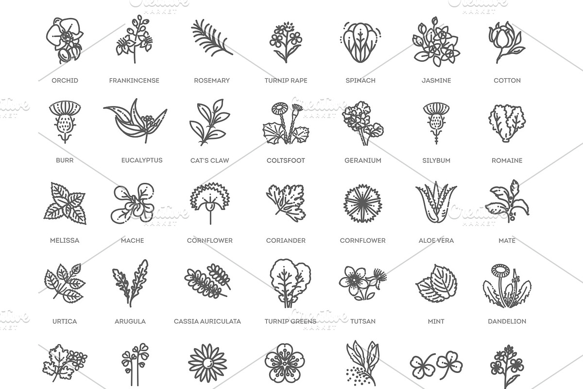 Set of Flowers and Herbs Icons, a Healthcare Illustration by Tettygreen (Photo 4 of 4)