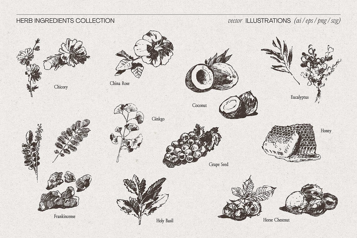 Botanical Herb Ingredients, a Healthcare Illustration by TheMountBirdStudio (Photo 7 of 10)