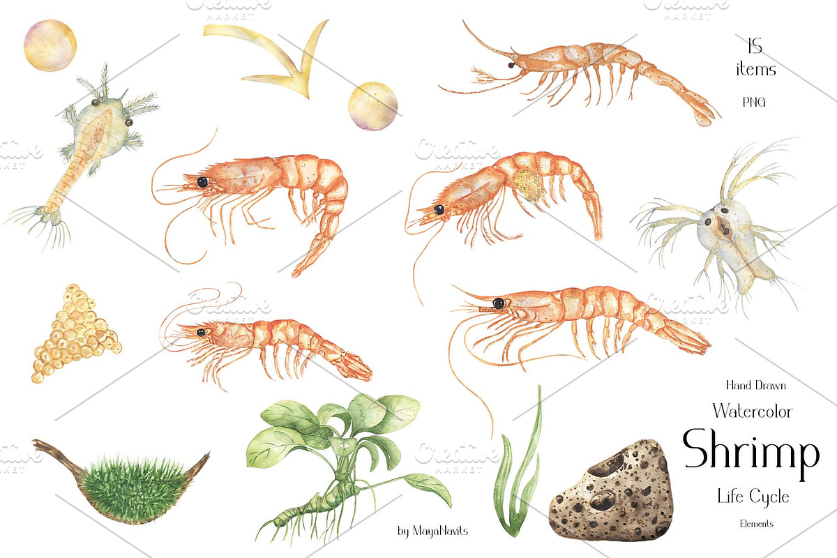 Watercolor Shrimp Life Cycle Set, an Education Illustration by MayaNavits (Photo 4 of 7)