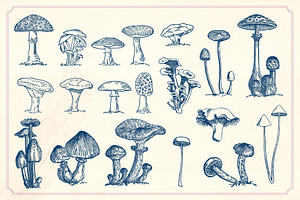 Vintage Mushrooms & Fungi