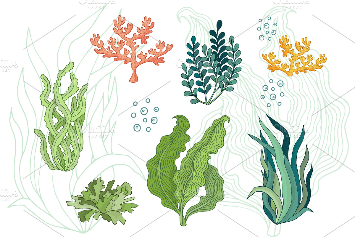 Seaweed set, a Decorative Illustration by El Design