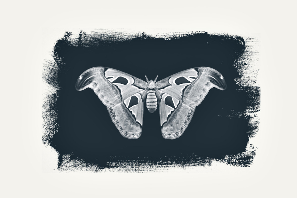 Digital Cyanotype Effect, a Brushes & More by Foto Rx Co. (Photo 8 of 8)