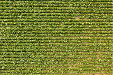 Aerial view of blooming potatoes, a Nature Photo by MadPhotos