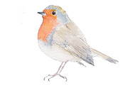 Clipart Watercolor Bird Bundle, an Illustration by Foxery Digital (Thumbnail 5 of 6)