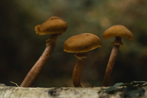 Forest mushroom fungi growing on log, a Nature Photo by René Jordaan Photography