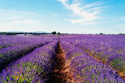 Lavender fields. Summer sunset landscape in Brihuega, a Nature Photo by Architect´s eye
