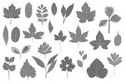 Pressed Leaves Photoshop Brushes, a Brush Add-On by Little Bean (Thumbnail 2 of 5)