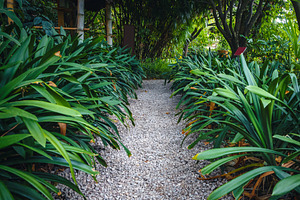 Pathway with plants in the garden, a Nature Photo by Alpine Dreams