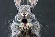 236 surprised animals, an Animal Photo by Handmadefont (Thumbnail 180 of 241)
