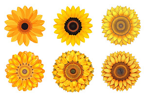 Sunflower Vectors, Sunflower Svg 2