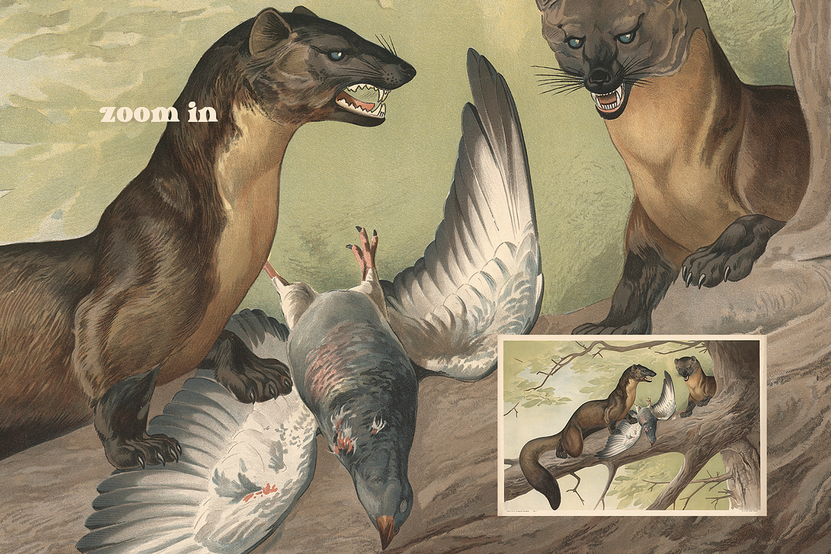 Alfred Fiedler Täubler’s Animals, an Animal Illustration by Digital Museum (Photo 11 of 12)