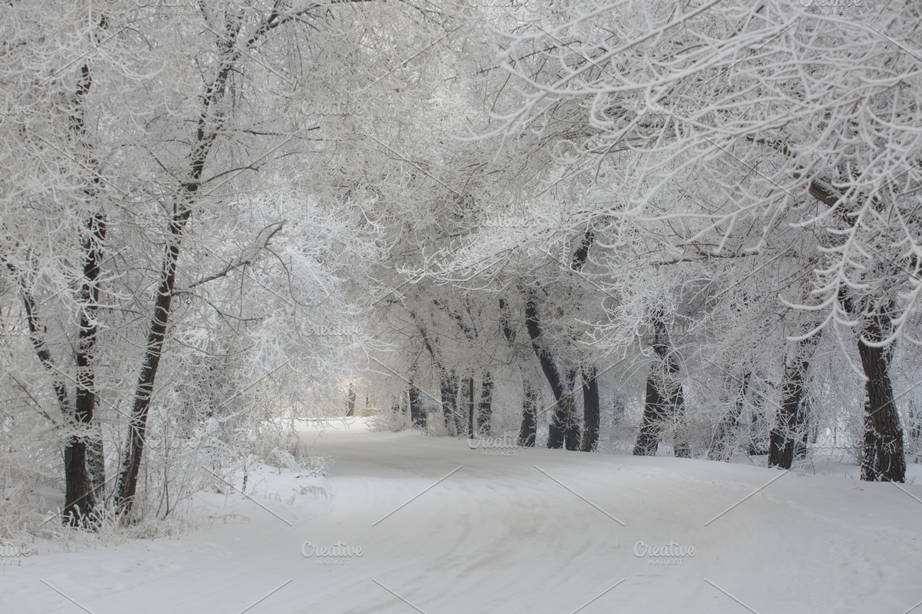 Amazing winter landscape with snow, a Nature Photo by GoodMomentShop