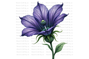 Monkshood Blooms, a Decorative Illustration by Bloom Craft Creations (Thumbnail 6 of 12)