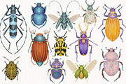 Vintage Beetle Clipart Patterns, an Animal Illustration by AlenaVlasko stock Market (Thumbnail 4 of 5)
