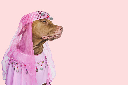 Lovable, pretty brown puppy and party dress, an Animal Photo by Svetlana Barchan
