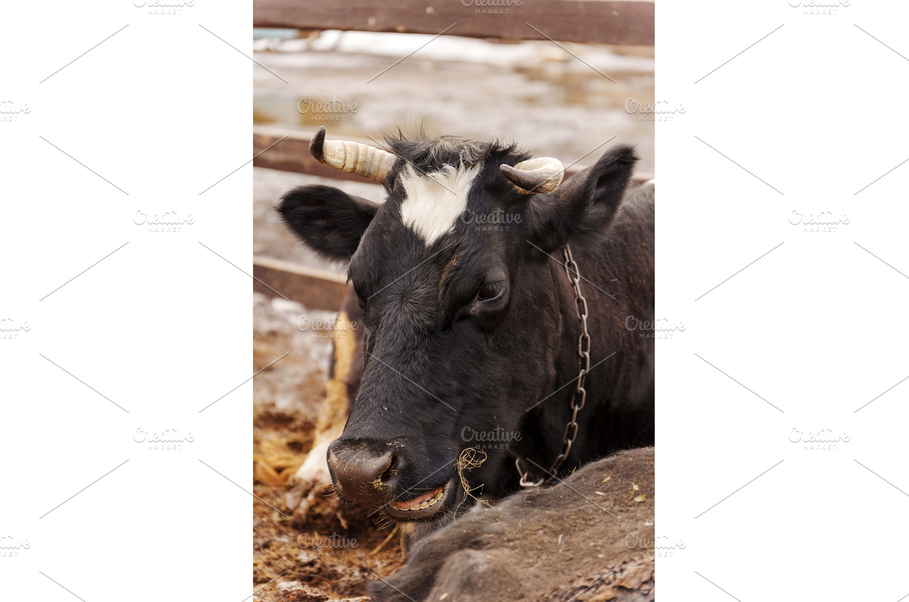 Cow resting in a farmyard, an Animal Photo by darksoul72