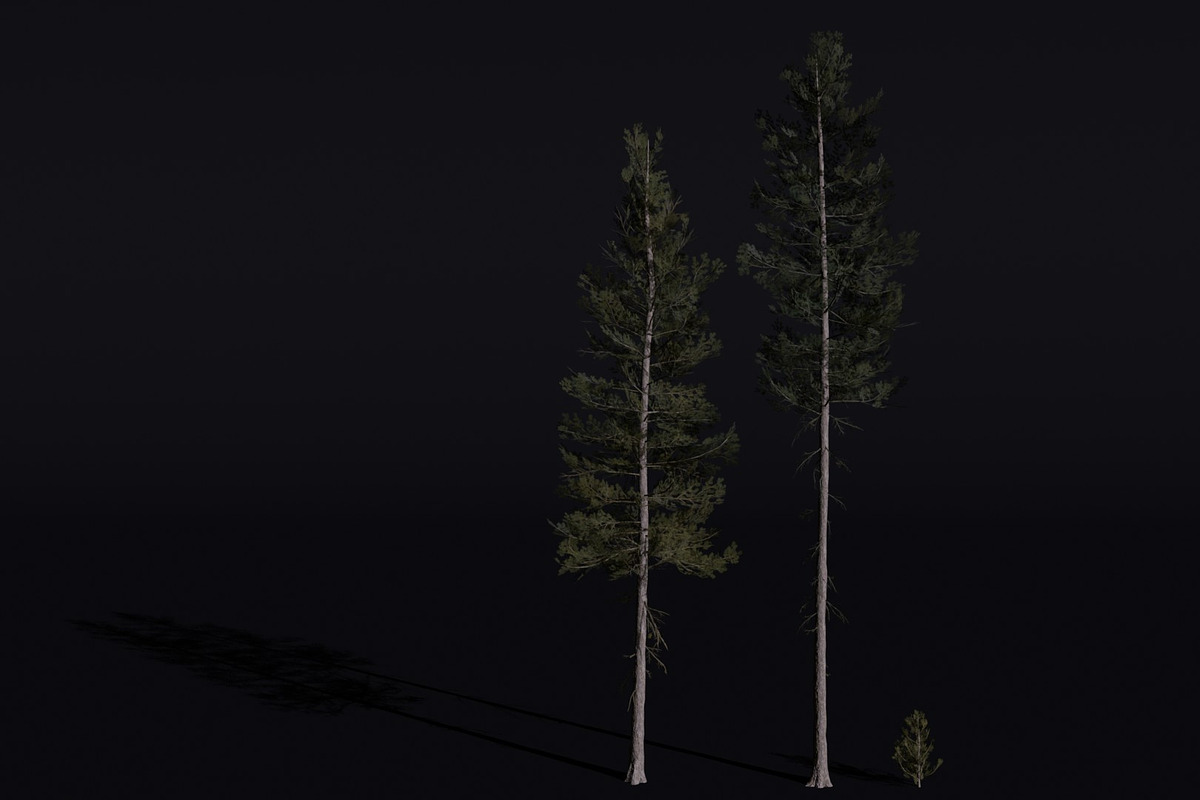 The Lodgepole Pine Tree, a Plants & Tree 3D Model by FuturePastCreatives (Photo 1 of 6)