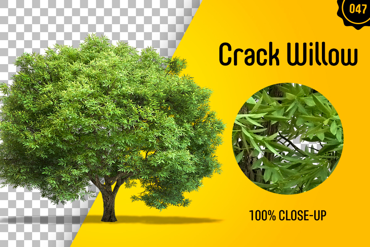 CUT OUT TREES - 60 PCS BUNDLE, a Packaging Mockup by 3DSTORE (Photo 48 of 63)