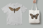 Moth Illustration Vector Set, an Illustration by Kusumaillustration (Thumbnail 7 of 11)