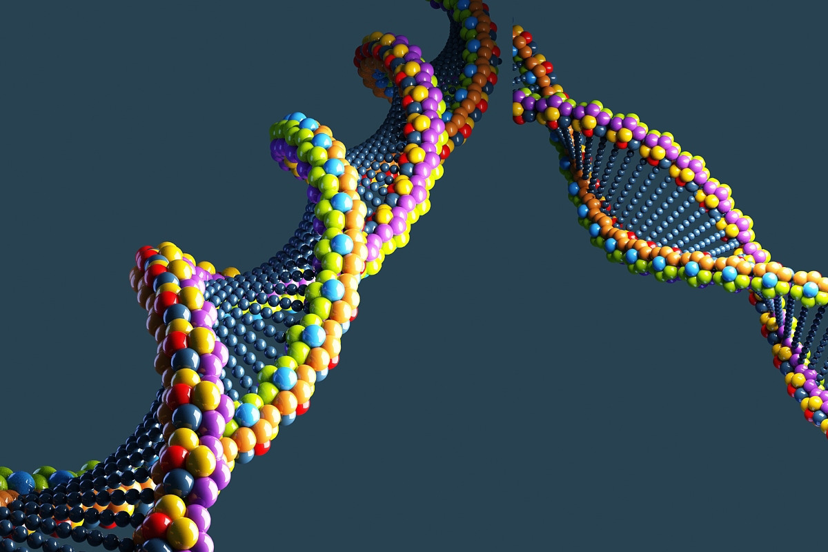 DNA, an Animal 3D Model by Giimann (Photo 5 of 5)
