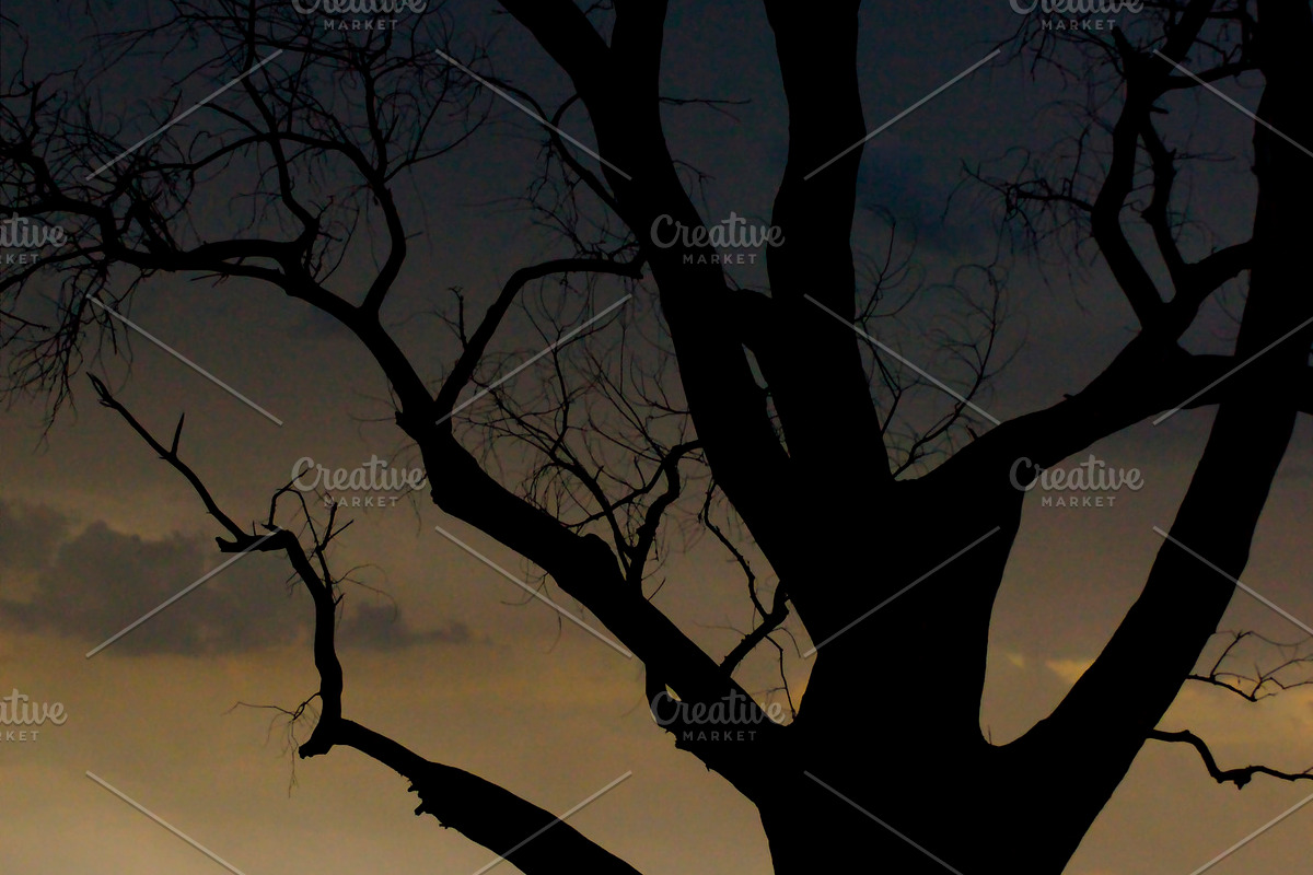 Tree at Dusk, a Nature Photo by Marc Sandin Creative (Photo 3 of 5)