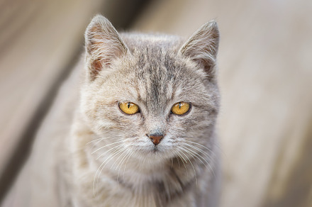 portrait of a grey cat with stripes, an Animal Photo by AlexBush