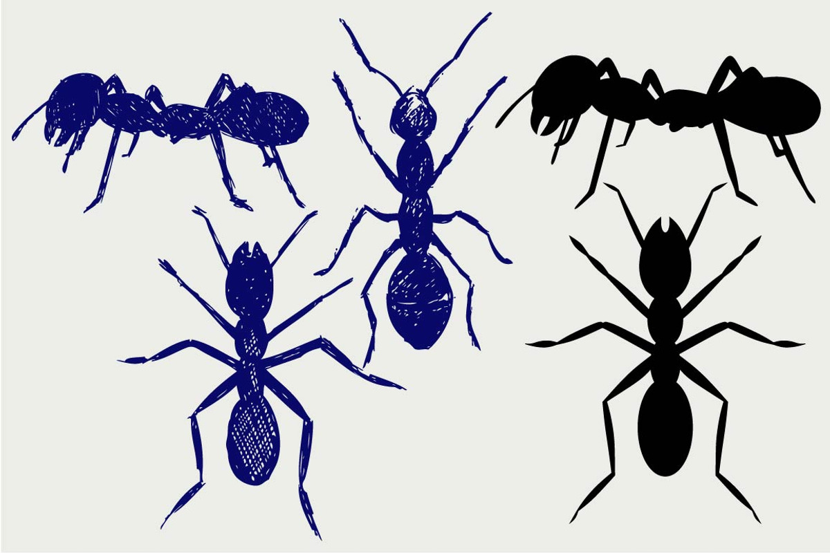 Portrait of ant SVG, an Outline Icon by LineworkStock
