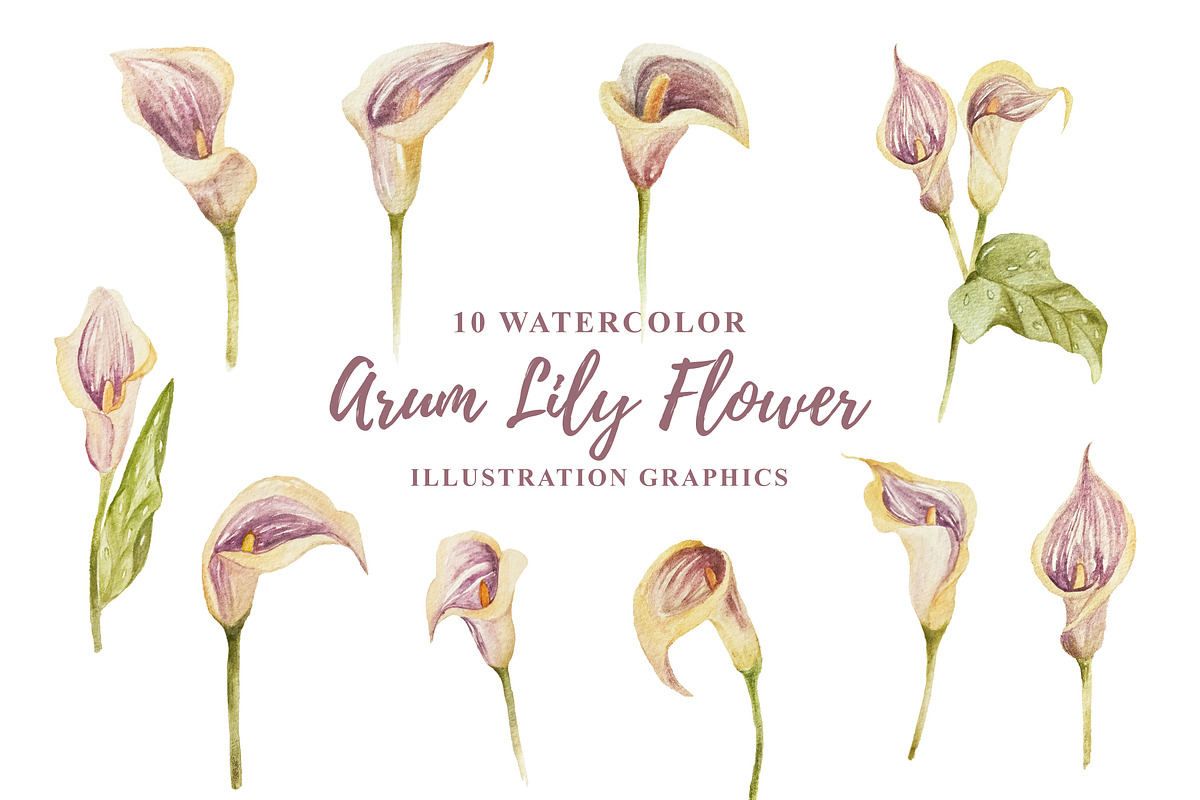 10 Watercolor Arum Lily Flower, a Decorative Illustration by KAZ by IanMikraz Studio
