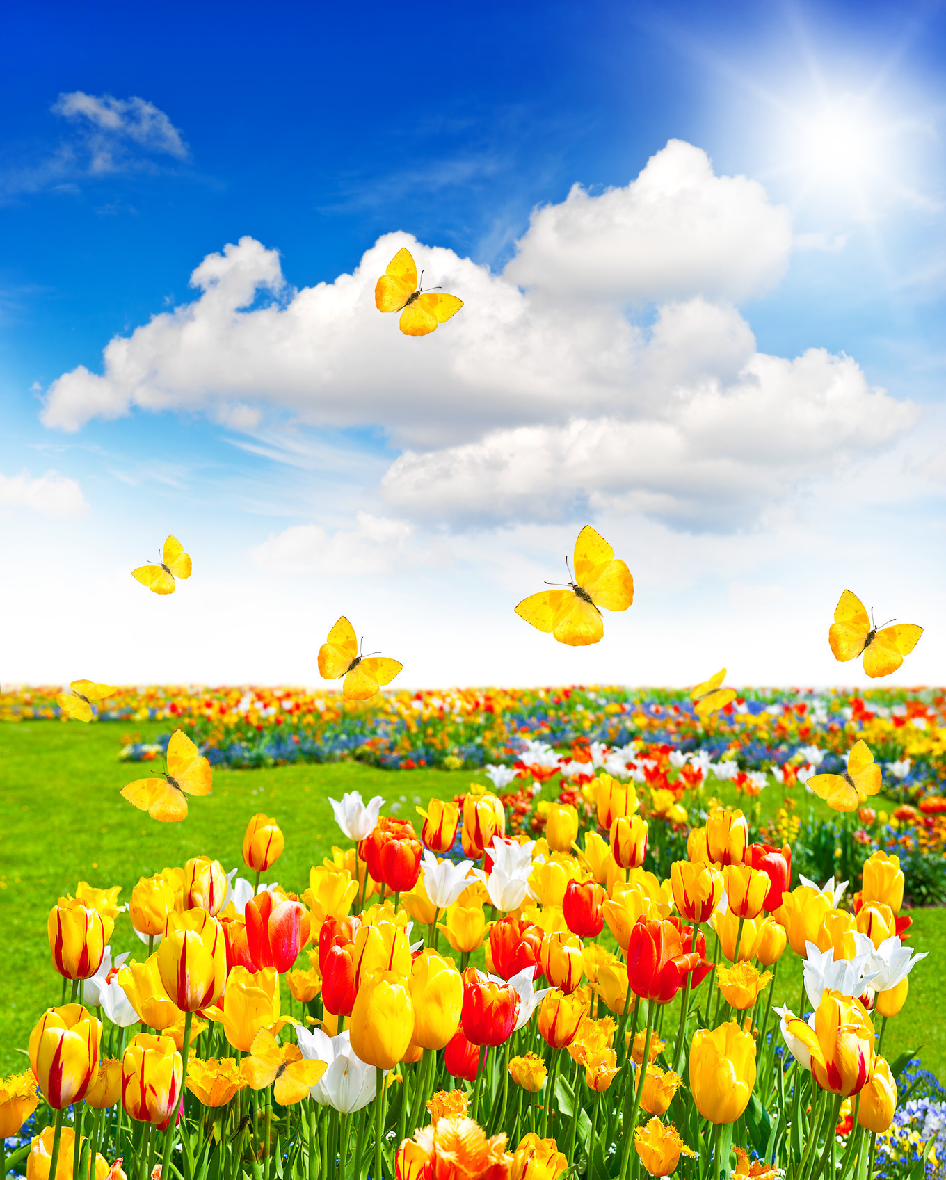 Spring. Flowers and butterflies, a Nature Photo by LiliGraphie