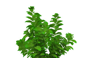 Ludwigia Green