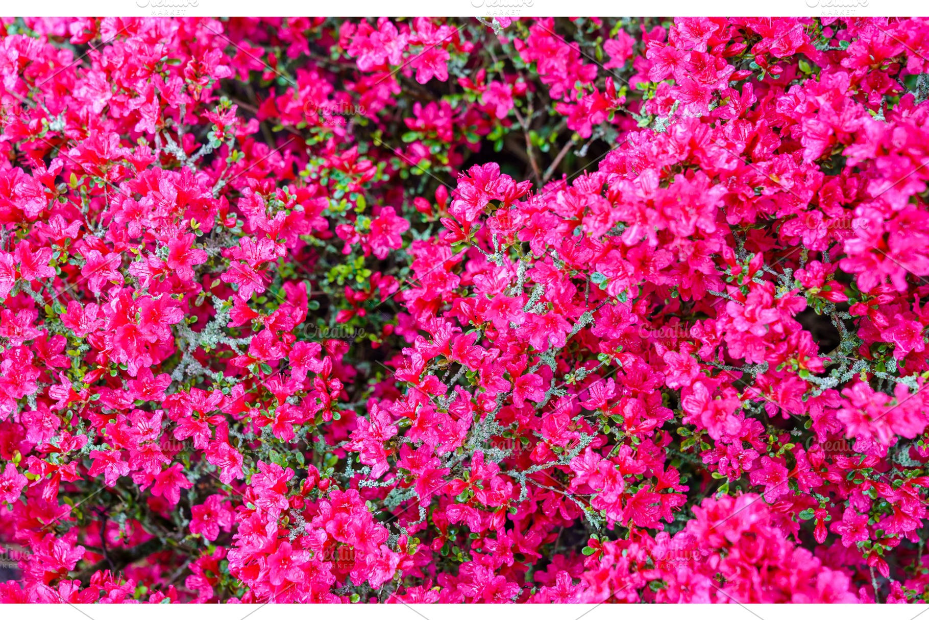 Flowers at the keukenhof spring garden the netherlands featuring spring, a Nature Photo by Leonid Andronov