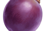 All Fruits Bundle Master Collection, a Food & Drink Photo by FlyeredTemplate (Thumbnail 37 of 130)