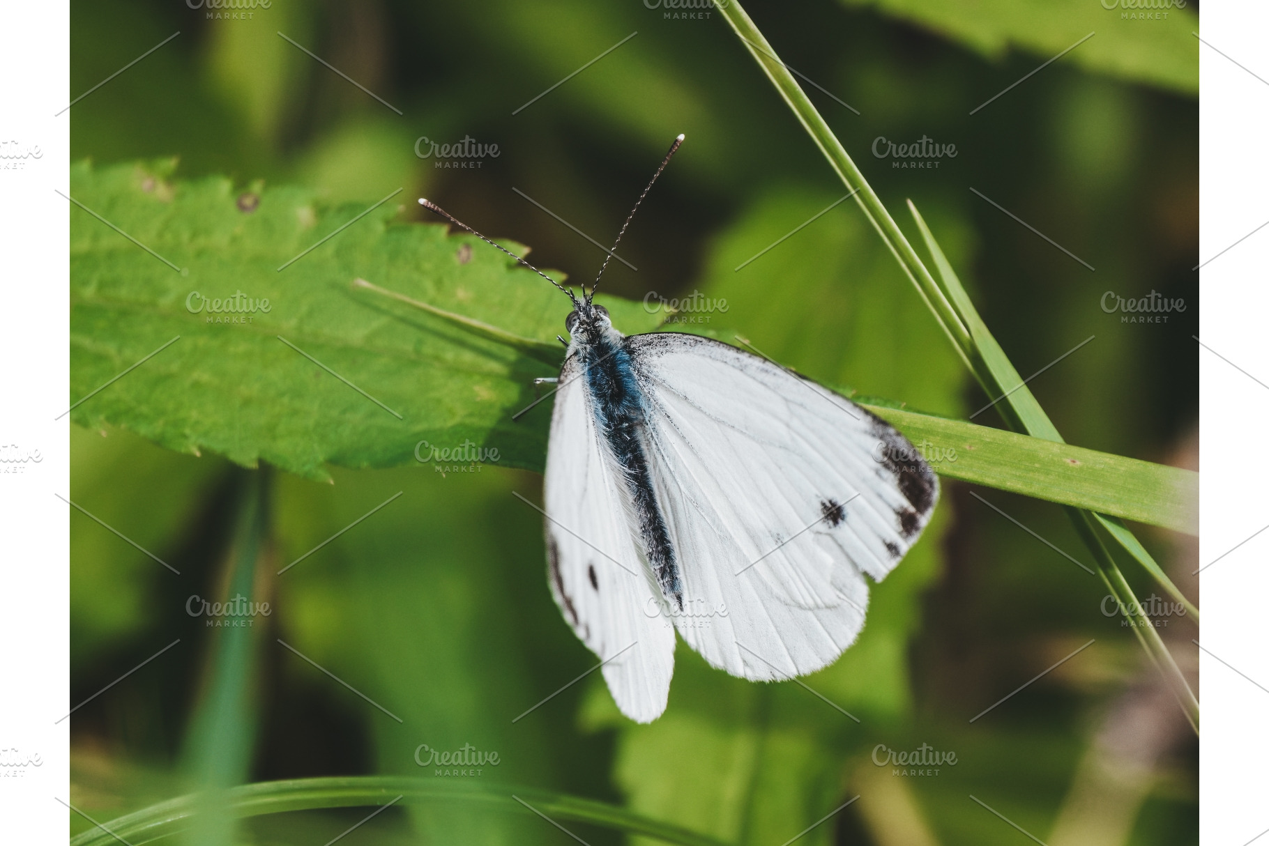 Green-veined white butterfly Pieris, a Nature Photo by Fascinadora