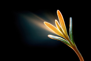 Backlit seedling emerging from soil, a Nature Photo by AlyaAnd
