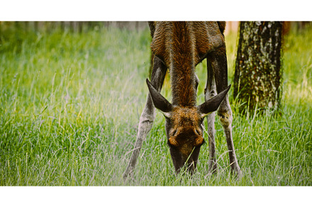 elk Grazing in Green Field, an Animal Photo by Our Amazing World